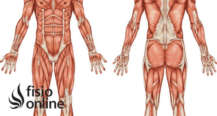 Que son las agujetas que afectan a los musculos